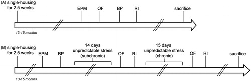 Figure 1. Experimental timeline. (A) Experiment 1: Basal characterization. All animals (n(WT) = 8; n(NCAM-cKO) = 12) were tested for anxiety-like behavior in the elevated plus maze (EPM), exploratory and emotional behavior in the open field test(OF), olfaction using the bedding preference test (BP) and aggression in the resident-intruder test (RI). The inter-test interval was 1–2 days. (B) Experiment 2: Influence of conditional NCAM-knockout on behavior after subchronic and chronic stress. Animals (n(WT) = 9; n(NCAM-cKO) = 13, 13–15 months old) were characterized in the EPM and in the BP test. Four days later, all animals were subjected to the subchronic stress and subsequently tested for exploration, emotional behavior, and aggressive behavior. For chronic stress, a second period of stress (15 days) was started immediately after. Again, all animals were tested in the OF and RI test and sacrificed.