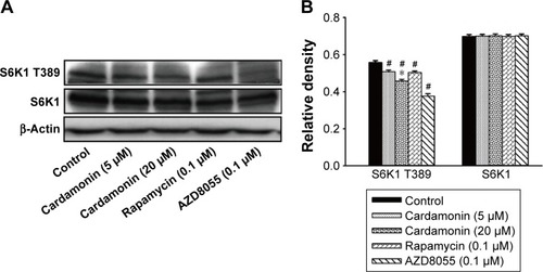 Figure 4 Cardamonin downregulated the expression of p-S6K1.