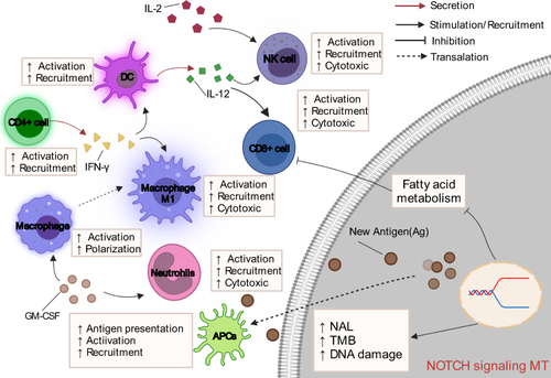 Figure 8 Potential mechanism underlying the prognostic value of NOTCH-MT.