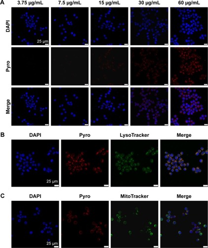 Figure 5 In vitro cellular uptake and intracellular localization of free Pyro.Notes: (A) Confocal images of cultured tumor cells incubated with different concentrations of free Pyro (red). The nuclei of the cells were stained with DAPI (blue). (B) Confocal images of KB cells stained with 100 nM LysoTracker green FM for 30 minutes after a 4-hour incubation with free Pyro. (C) Confocal images of KB cells stained with 100 nM of MitoTracker green FM for 30 minutes after a 4-hour incubation with free Pyro.Abbreviations: Pyro, pyropheophorbide-a; DAPI, 4′,6-diamidino-2-phenylindole.