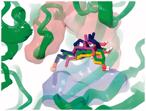 Figure 5. Superposed representative orientations of the four identified clusters within superposed protein backbones of 200 frames of MD.