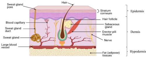 Figure 1. The cross-section of the stratum corneum of human skin