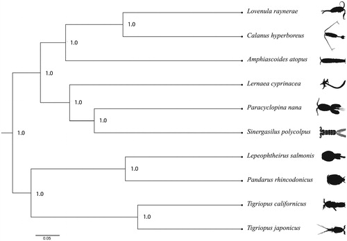 Figure 1. Bayesian phylogenetic tree of Lovenula raynerae and 9 other copepods. The numbers next to the nodes are posterior probabilities. Accession numbers are as follows: MH_710604 Lovenula raynerae, NC_019627 Calanus hyperboreus, NC_023783 Amphiascoides atopus, NC_025239 Lernaea cyprinacea, NC_012455 Paracyclopina nana, NC_028085 Sinergasilus polycolpus, NC_007215 Lepeophtheirus salmonis, NC_024046 Pandarus rhincodonicus, NC_008831 Tigriopus californicus, NC_003979 Tigriopus japonicus.