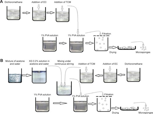 Figure 1 Pictorial illustration of quasi-emulsion method for preparation of EC-based TCM-containing microsponges (A) and quasi-emulsion method involving w/o/w-type emulsification for preparation of XG-facilitated EC-based microsponges of TCM (B).Abbreviations: EC, ethyl cellulose; TCM, tacrolimus; XG, xanthan gum; PVA, polyvinyl alcohol.