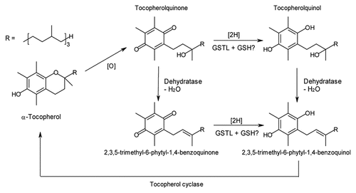 Figure 4 Putative pathway for the oxidation and re-reduction of α-tocopherol, adapted from Kobayashi and DellaPenna (2008).Citation11 The reduction from quinone to quinol is a possible function of GSTLs.