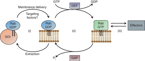 Figure 1. The Rab cycle. (i) GDI extracts inactive Rab proteins from membranes and cycles them between the cytosol and membrane association. (ii) Once membrane bound, the nucleotide is exchanged for GTP with the aid of Guanine nucleotide exchange factors (GEFs) rendering the Rab protein active. GTPase activating proteins (GAPs) increase the generally low intrinsic GTPase activity of Rab proteins to catalyse hydrolysis of GTP to return Rab proteins into their inactive state once their function on the membrane is fulfilled. (iii) In the active state Rab proteins interact with a number of diverse effectors. This Figure is reproduced in color in Molecular Membrane Biology online.