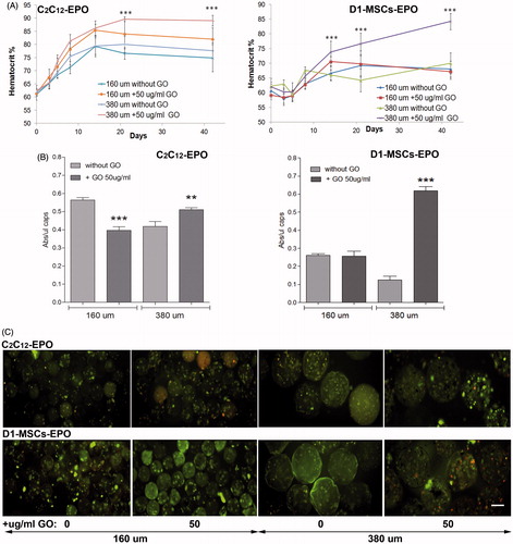 Figure 5. Subcutaneous allogenic implantation of encapsulated C2C12-EPO myoblasts and D1-MSCs EPO within 160 and 380 µm diameter alginate and hybrid alginate-GO microcapsules (50 µg/ml). (A) Hematocrit levels in C3H (left) and Balb/c (right) mice expressed as mean + SD after allogenic implantation. (B) Metabolic activity of retrieved encapsulated C2C12-EPO myoblasts from C3H mice (left) and encapsulated D1-MSCs EPO from Balb/c mice (right). (C) Fluorescence microscopy images after calcein/ethidium staining of the retrieved encapsulated cells. Scale bar 200 µm. Note **p < .01 and ***p < .001 compared with cells encapsulated in alginate without GO.