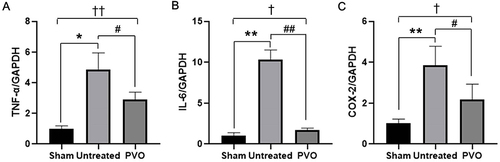 Figure 6 Anti-inflammatory effects of PVO nanoparticles in a rat model of sciatic neuritis using RT-qPCR. mRNA levels of pro-inflammatory cytokines ((A) TNF-α, (B) IL-6, (C) COX-2) are significantly reduced when compared with those of the untreated group after PVO injection. Values are mean ± S.D. (n = 6). *p < 0.05, **p < 0.001 in Sham vs PVO; #p < 0.05, ##p < 0.001 in Untreated vs PVO; †p < 0.05, ††p < 0.001 in Sham vs PVO.