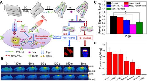 Figure 8 The design strategy of MoS2-PEI-HA nanosheets. (A) Synthesis of MoS2-PEI-HA nanosheets (a–c); (d) MoS2-PEI-HA NPs target CD44 cells and induce MDR reversal; (e) 64Cu mediated PET imaging. (B) Infrared thermal imaging of tumor-bearing mice. (C) Expression level of P-gp protein. (D) Average tumors weight of each treatment group (Group 1: Saline; Group 2: Saline+NIR; Group 3: MoS2-PEI-HA; Group 4: Free DOX; Group 5: MoS2-PEI-HA +NIR; Group 6: DOX@MoS2-PEI-HA; Group 7: DOX@MoS2-PEI-HA +NIR). (*p < 0.05).