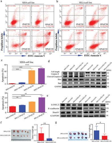 Figure 6. Small molecule inhibitor of LOXL2 promoted apoptosis and tumor growth by repressing the EMT. (a), (b), (c) LOXL2 inhibitor significantly promoted apoptosis of SIHA and HELA cell lines. (d) and (e) The key molecules in apoptosis and EMT signaling pathway significantly changed in the SIHA and HELA cells after treated with LOXL2 inhibitor for 48 hours at the protein level. (f) and (g) LOXL2 inhibitor significantly decreased tumor growth in subcutaneous tumor model in nude mice. EMT: epithelial-mesenchymal transition. * P < 0.05; ** P < 0.01; ****P < 0.0001.