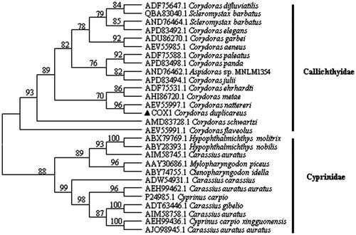 Figure 1. Phylogenetic tree based on the maximum likelihood method of cytochrome c oxidase subunit I. The bootstrap values for the maximum likelihood analysis are shown on the branches. Note the black triangle sign represents the species in this study.