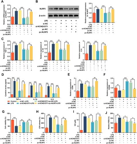 Figure 6 Overexpression of NLRP3 reversed the inhibitory effect of knocking down KCNQ1OT1 on LPS-induced neuroinflammation and neuronal apoptosis in HMC3 cells. The HMC3 cells were transfected with si-NC, si-KCNQ1OT1, si-KCNQ1OT1+pc-NC or si-KCNQ1OT1+pc-NLRP3, respectively. After 48 h of transfection, HMC3 cells were treated with 1 μg/mL LPS for 24 h. (A and B) The expression level of NLRP 3 was detected using RT-qPCR and Western blot. (C) RT-qPCR was used to detect the expression level of TNF-α, IL-1β and IL-6 mRNA. (D) ELISA was used to detect TNF-α, IL-1β and IL-6 in cell culture supernatant of HMC3 cells. (E and F) RT-qPCR was used to detect the expression level of CD86 and CD206. (G) MTT assay was used to detect the viability of HMC3 cells. (H) The neuronal injury was detected using LDH cytotoxicity detection kit. (I and J) The levels of NO and ROS were detected. All experiments were performed in triplicate. *P<0.05, **P<0.01 and ***P<0.001.