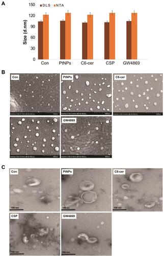 Figure 9 Size, size distribution and morphological analysis of isolated exosomes. A549 cells were treated with PtNPs (10 µM) or C6-cer (10 µM) or CSP (10 µM) or GW4869 (20 µM) in Opti-MEM for 24h. (A) Representative size distribution of isolated exosomes determined using DLS and NTA. (B) SEM images of exosomes isolated from control, PtNPs, C6-cer, CSP and GW4869 treated cells. (C) TEM images of exosomes isolated from control, PtNPs, C6-cer, CSP and GW4869 treated cells.