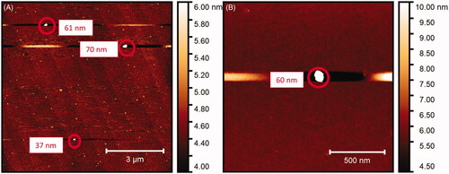 Figure 6. Atomic force microscopic images of SNPs. Red circles are highlighting SNPs.