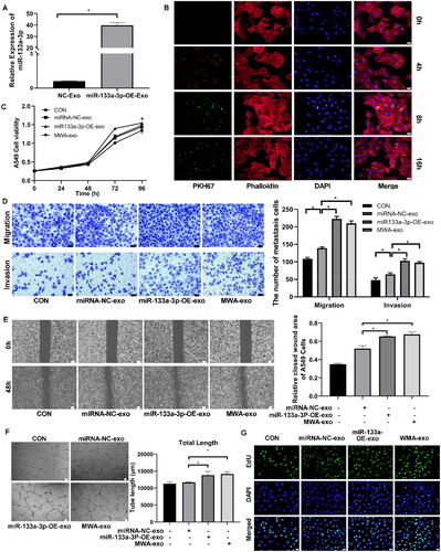 Figure 4. Effect of miR-133a-3p overexpression on proliferation, invasion and migration of A549 cells. A549 cells were transfected with pCDH-miR-133a-3p and the negative control, then, exosomes were isolated from the A549 cell culture supernatant. (A) RT-qPCR analysis of the miR-133a-3p expression in exosomes derived from A549 cell supernatants. miR-133a-3p was highly expressed in the miR-133a-3p-OE-Exo group, indicating high transfection efficiency. (B) PKH26-labeled exosomes were co-incubated with A549 cells for exosome uptake analysis. Cell supernatant-derived exosomes were internalized by recipient A549 in a time-dependent manner (blue in the merge). (C) CCK8 assay for A549 cells coincubated with exosomes from cells overexpressing miR-133a-3p and those subjected to MWA treatment. The cell viability in the miR-133a-3p-OE-exo group was significantly higher than that in the miRNA-NC-exo group (p <.05). (D) Transwell assay for migration and invasion ability. 200×, bar = 50 µm. (E) Cell scratch assay for A549 cell wound repair ability. 40×, bar = 100 µm. Migratory and invasive abilities of A549 cells were significantly enhanced after co-incubation with miR-133a-3p-OE-exo and MWA-exo, as reflected by the increased number of migrating and invading cells in the transwell assay and enhanced wound healing ability. (F) tube formation assay for angiopoiesis. 40×, bar = 100 µm. (G) EdU assay of cell proliferation. Bar = 20 µm. *p < .05. miR-133a-3p-OE-exo treatment markedly promoted the tube-forming ability and proliferation of A549 cells. Above results suggest that the overexpression of exosomal miR-133a-3p is positively associated with the growth and metastasis of LC cells.