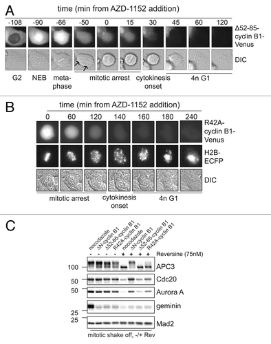 Figure 6. Checkpoint override or Aurora B inhibition broadens the substrate specificity of the APC/C in anaphase. (A) U2OS cells, as in Figure 5B, that were arrested in anaphase by Δ52–85-cyclin B1-Venus, were treated with the Aurora B inhibitor AZD-1152; mitotic progression was monitored by time-lapse microscopy; (B) U2OS cells co-expressing D-box mutated R42A-cyclin B1-Venus, and Histone 2B-ECFP, were followed as they progressed through mitosis after addition of the Aurora B inhibitor AZD-1152; (C) U2OS cells were transfected with R42A-cyclin B1-Cerulean, Δ52–85-cyclin B1-Cerulean or ΔN-cyclin B1-Cerulean, thymidine synchronized, released for 14 h and collected by mitotic shake-off. These mitotic cells were then treated with the Mps1 inhibitor Reversine, for 2 h, and collected for western blots. Mad2 is used as loading control. Cells arrested in mitosis by R42A-cyclin B1, or Δ52–85-cyclin B1, exited mitosis after the addition of Mps1 inhibitor Reversine, as apparent from APC3 de-phosphorylation. However, cells arrested in mitosis by ΔN-cyclin B1, a mutant that cannot be detected by Cdc20 at all, stay arrested in mitosis even after the spindle checkpoint was inactivated by Reversine.