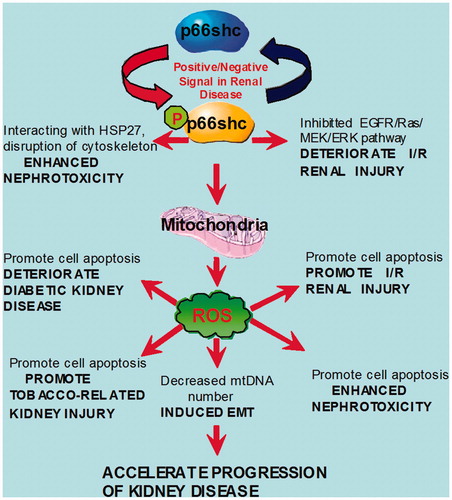 Figure 2. Role of p66Shc in renal tubular cells. Phosphorylated p66Shc(p-p66Shc) increases mitochondrially mediated oxidative stress in tubular epithelial cells, and promotes cellular apoptosis; thus ameliorating renal ischemia/reperfusion injury, tobacco-related kidney injury, and diabetic kidney disease; and also enhancing nephrotoxicity. In addition, p-p66Shc could aggravate renal ischemia/reperfusion injury and cisplatin-induced nephrotoxicity via diverse pathways as indicated in the figure. At times, p-p66Shc can also modulate cellular EMT and the expression of ECM. Overall, it appears that activation of p66Shc accelerates the progression of various kidney diseases (see details in the text).