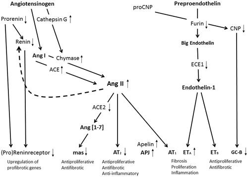 Figure 1. Vasoactive peptides in calcific aortic valve disease. A schematic illustration summarizing peptides involved in comprehensive shift in the balance of valvular RAS components towards activated ACE/AngII/AT1-receptor-mediated fibrosis, proliferation and inflammation in AS. Black arrows show reported upregulated (↑), downregulated (↓) or unchanged (↔) gene expression in stenotic aortic valves.