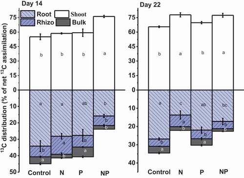 Figure 1. The photosynthesized 13C distribution in rice plant shoots, roots, rhizosphere, and bulk soil following fertilization on day 14 and 22 of 13C continuous labeling. Values represent the means ± SE, n = 3. Lowercase letters indicate significant differences between treatments within the same C pool i.e., shoot, root, rhizosphere (rhizo), and bulk soil (bulk) (p < 0.05)