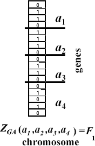 Figure 15. Example of an individual characterized by four genes encoded in a chromosome.