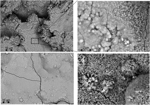 Figure 10. HR-SEM images of the corroded angular steel profile surface. Upper: overview of extensively corroded region (left); close-up exhibiting lamellar lepidocrocite on top of rosette-like goethite (right). Lower: close-up of a less corroded region (left); close-up exhibiting goethite transformed from a rosette-like structure to a more crystalline structure (right).