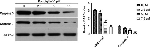 Figure S2 U2OS cells were incubated with control and Polyphyllin VI (2.5, 5, and 7.5 μM) for 24 h. Cell lysates were prepared and analyzed by Western blotting for Caspase-3 and Caspase-7. Results are presented as the mean ± SD from three independent experiments. *P<0.05 and **P<0.01, significantly different compared with control.
