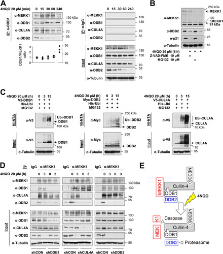 FIG 2 Dynamic regulation of the MEKK1-CRL4 complex in response to DNA damage. (A) HeLa cells were treated with the DNA-damaging agent 4NQO for different time periods, and cell extracts were used for immunoprecipitation with anti-DDB1 or control IgG antibodies; coimmunoprecipitating proteins were detected by immunoblotting. Protein amounts of DDB1 and MEKK1 were quantified using the ChemiDoc imaging system and normalized to tubulin. The DDB1/MEKK1 ratio of untreated controls was set to 1. Values from three independent experiments are shown, and the medians are indicated. (B) HeLa cells were treated with the caspase inhibitor Z-VAD-FMK or the proteasome inhibitor MG132 along with 4NQO for 6 h as shown. Cell extracts were analyzed by immunoblotting. Position of the MEKK1 cleavage product ΔMEKK1 is indicated. (C) HEK293 cells were transfected to express CRL4 components along with His6-tagged ubiquitin (His-Ubi). Cells were treated with 4NQO for the indicated periods in the presence of MG132 in order to prevent proteasomal degradation of the ubiquitinated proteins. One fraction of the cells was lysed under denaturing conditions, followed by enrichment of ubiquitinated proteins on Ni-NTA beads and immunoblotting as shown. The position of the ubiquitinated forms of the CRL4 proteins is indicated. (D) HEK293 cells were transfected with vectors encoding shRNAs against DDB1, CUL4A, DDB2, or a scrambled control and selected with puromycin for 2 days, followed by treatment with 4NQO and immunoprecipitation using anti-MEKK1 antibodies. Coimmunoprecipitating proteins were revealed by immunoblotting. (E) Schematic model visualizing the experimental data.