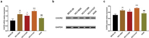 Figure 4. CXCR2 mRNA and protein expression in different cell lines. The mRNA expression (A) and protein relative expression (B, C) of CXCR2 in NCI-H650, NCI-H1299, NCI-H1437, A549 cells compared with BEAS-2B cells. Comparison of CXCR2 mRNA and protein relative expression between cell lines was conducted by Dunnett’s t-test. P < 0.05 was considered significant. CXCR2, C-X-C Chemokine Receptor Type 2; mRNA, messenger RNA.