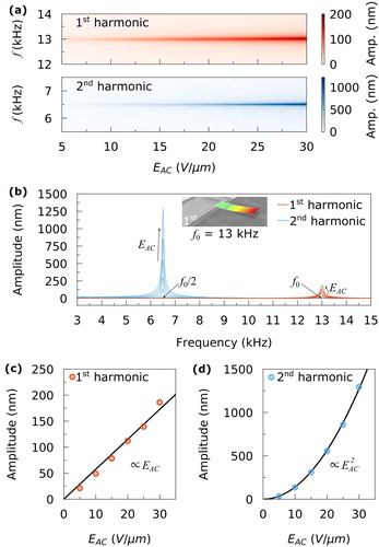 Figure 3. Electrostrictive and piezoelectric response of the first flexural mode. (a) Amplitude of the first and second harmonic signal as a function of increasing excitation field amplitude EAC measured around the mechanical resonance frequency f0 = 13 kHz and f0/2. (b) Amplitude of the first and second harmonic signal measured over the frequency range from 3 kHz to 15 kHz, which includes f0 and f0/2. The electrostrictive and piezoelectric response are clearly separated. (c), (d) Maximum amplitude of the first and second harmonic resonance peak as a function of the excitation field amplitude EAC. The piezoelectric effect is linear, while the electrostrictive effect shows a quadratic behaviour.