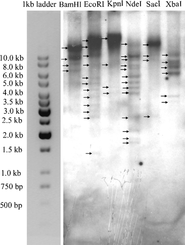 Figure 5 Southern blot analysis of total genomic DNA (10 μg per lane). Genomic DNA sample was digested with BamHI, EcoRI, KpnI, NdeI, SacI and XbaI, followed by hybridization with DIG-labeled probe A1.