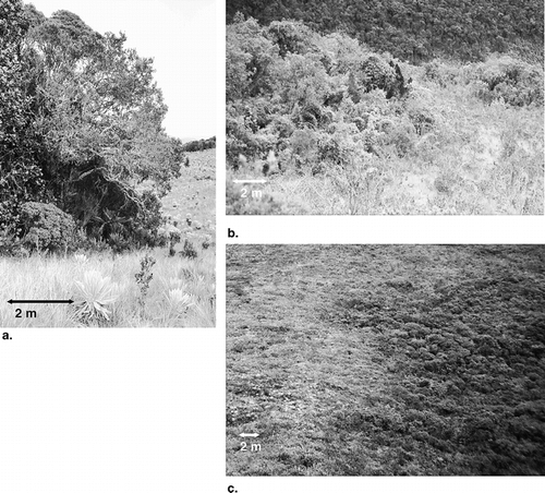 Figure 3 Photos show (a) an abrupt treeline in Guandera, (b) a medium abrupt treeline on Pasochoa (Ecuador; not a study site), and (c) a gradual treeline at El Tiro. Arrows show approximate scale.