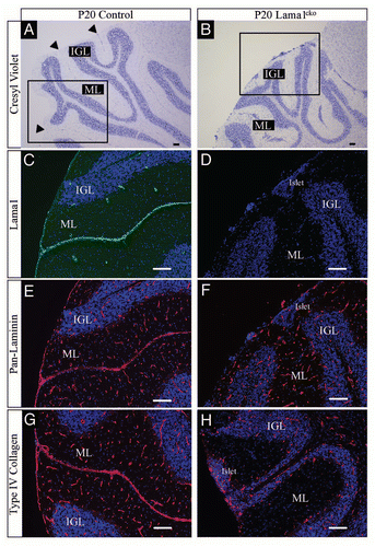 Figure 3 Basement membrane alteration in P20 Lama1cko animals. Coronal sections of P20 control (A, C, E and G) and Lama1cko (B, D, F and H) cerebella stained with cresyl violet (A and B), laminin α1 antibody (C and D), pan-laminin antibody (E and F) and Type IV collagen (G and H). Scale bar: 100 µm. ML, Molecular Layer; IGL, Internal Granular Layer.