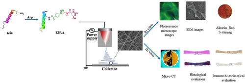 Figure 1 Schematic preparation of poly (L-aspartic acid)-modified zein and its potential application for bone defect regeneration.