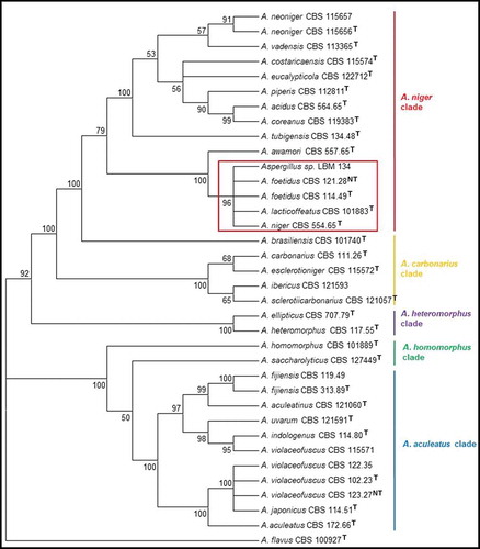 Figure 1. Phylogenetic tree obtained by the neighbour joining method, showing placement of Aspergillus sp. LBM 134 among species of section Nigri and reference species A. flavus (the outgroup species in the analysis) as presented by the bootstrap consensus tree inferred from 1 000 replicates derived from analysis of ITS-Bt-CMD. The percentages of replicate trees in which the associated taxa clustered together in the bootstrap test (1 000 replicates) are shown next to the branches. The tree is drawn to scale, with branch lengths in the same units as used for evolutionary distances used to infer the phylogenetic tree. The evolutionary distances were computed using Kimura’s method. All but LBM 134 are type strains
