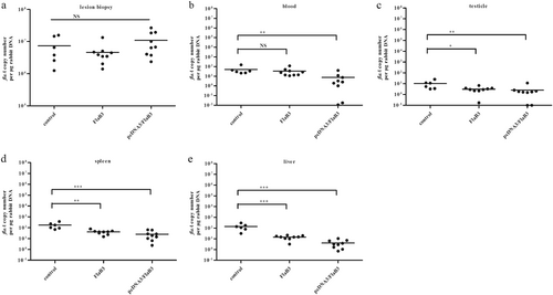 Fig. 4 Immunization with pcDNA3/FlaB3 inhibits T. pallidum dissemination.The T. pallidum burden was evaluated in control animals (N = 2) and animals immunized with pcDNA3/FlaB3 (N = 3) or recombinant flagellin (N = 3) using quantitative real-time PCR to measure the flaA DNA concentrations in the lesion biopsies ((a); lesion biopsy) and disseminated infection sites ((b) blood, (c) testicles, (d) spleen, and (e) liver). The results were normalized to the rabbit gDNA concentrations using the Mann–Whitney test. The points correspond to three samples that were separately extracted from each animal. Horizontal lines represent mean values (*P < 0.05, **P < 0.01, ***P < 0.001, NS nonsignificant)