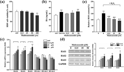 Figure 4. Effect of madecassoside on the HDF cell viability and HA content. (a) Effect of madecassoside on HDF cell viability was monitored by MTT. (b) HA content was measured by ELISA. (c) Effects of madecassoside on mRNA expression of HA related enzymes were analyzed by qRT-PCR. (d) HAS1, HAS2 and HAS3 protein levels were analyzed by western blot respectively. (e) The ROS changes were monitored by using ROS assay kit and the result was confirmed by protein contents. Each value represents the mean ± SD of triplicate experiments. (*) P < 0.05 and (**) P < 0.01 as compared with control group; (##) P < 0.01 compared with only H2O2 stimulated group.