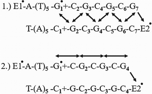 Figure 4. Kinetic schemes where E1 is donor group and E2 is acceptor group. These two models show that the different patterns of charge migration (Osakada et al. Citation2006).