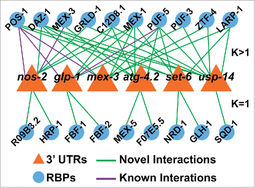 Figure 5. Network graph of known and novel RNA-RBP interactions detected by PRIMA.