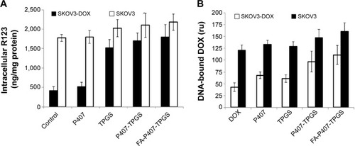 Figure 8 Drug efflux and DOX–DNA binding.Notes: (A) R123 intracellular levels in both DOX-sensitive SKOV3 cells and SKOV3-DOX cells are shown after 2-hour treatment with TPGS, P407 alone, or P407-TPGS or FA-P407-TPGS micelles. (B) DOX binding with DNA in SKOV3 and SKOV3-DOX cells is shown as determined by fluorescence measurements.Abbreviations: DOX, doxorubicin; R123, rhodamine 123; SKOV3-DOX, DOX-resistant SKOV3; TPGS, D-α-tocopheryl polyethylene glycol succinate; P407, poloxamer 407; FA, folic acid.