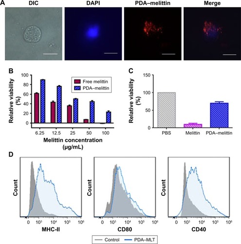 Figure 3 Characterization and immunization effect of PDA–melittin complex in vitro.Notes: (A) Cellular uptake of PDA-melittin nanocomplex in DCs after incubation at 37°C with 5% CO2 atmosphere for 1 h. Scale bar: 5 μm. (B) Cell viability of 3T3 cells after treatment by PDA–melittin complex (PDA:melittin=10:1, the concentration of melittin is 6.25, 12.5, 25, 50, 100 μg/mL, respectively). (C) Cell viability of DCs after treatment by PDA–melittin complex (PDA:melittin=10:1, the concentration of melittin is 12.5 μg/mL). (D) The effect of PDA–melittin on the surface antigen expression of DCs.Abbreviations: DCs, dendritic cells; PDA, polydiacetylene; MLT, melittin.