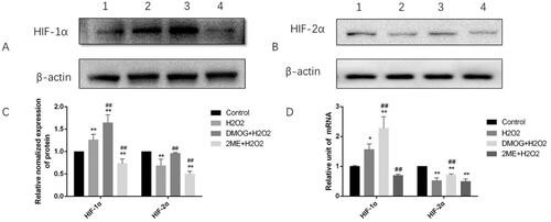 Figure 5. H2O2 increased the expression of HIF-1α, but inhibited the expression of HIF-2α. The cells were incubated with DMOG or 2ME for 12 h and then treated with H2O2 for 1 h to extract total protein or total RNA. 1: control; 2: H2O2; 3: DMOG + H2O2; 4: 2ME + H2O2. (A–C): Western blot analysis: HIF-1α, HIF-2α, and β-actin were detected, HIF-1α, HIF-2α were normalized to β-actin as an internal control. (D) mRNA expression of the HIF-1α, HIF-2α, and β-actin was quantified by real-time PCR. HIF-1α and HIF-2α cDNA was normalized to β -actin cDNA as an internal control. The data shown are the means of three independent experiments. The error bars represent standard error. Data were analyzed with one-way analysis of variance (∗p < .05, ∗∗p < .01, vs. control; #p < .05, ##p < .01, vs. H2O2).