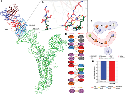 Figure 5. Molecular modeling indicates the possible binding site of antibody: (a) modelled protein (chain A: in green and rendered in cartoon) and antibody (chain B and C: multi-colored and rendered in cartoon). (b) Residues of MCA1 antibody involved in interaction with modeled MERS spike protein. Pink residues represent the MCA1 antibody, and green residues represent the MERS spike protein. All the residues are shown in atom-wise (C: light red/green, N: blue, O: red and H: white). (c) 2D representation of interacting residues. (d) Quantitative interaction map of interacting residues. The color of bubbles indicates the residues basic: blue, acidic: red, aromatic: purple, nonpolar: gray and polar: green. (e) Binding affinity comparison of MCA1antibody with M-CoV-S protein. The modeled in blue and co-crystal in red. All the values are in kcal/mol.