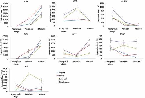 Figure 5. Quantitative RT-PCR analysis of the expressions of F3H, FLS, ANS, DFR, F3ʹ5’H, F3ʹH and UFGT in different development stages of Gardenblue, Brightwell, Misty and Legacy fruits. The relative quantity of the gene transcriptional level was determined according to the internal control (SAND). Three biological replicates were performed. Means ± SE are shown. Gene names are abbreviated as follows: dihydroflavonol 4-reductase (DFR), anthocyanidin synthase (ANS), flavanone 3-hydroxylase (F3H), flavonoid 3’ hydroxylase (F3ʹH), flavonoid 3ʹ5’ hydroxylase (F3ʹ5’H), UDPG-flavonoid glucosyl transferase (UFGT), flavonol synthase (FLS).