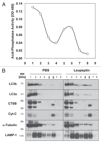 Figure 2 Subcellular fractionation and localization of LC3b following leupeptin treatment. Mice were treated with PBS or leupeptin (20 mg/kg i.p.) and sacrificed 1 later. Lung homogenates (3 mg total protein pooled from n = 3 animals per group), were separated by centrifugation through a 30% Nycodenz density gradient. Fraction 1 represents the lowest density fraction and fraction 8 the highest density fraction. (A) Acid phosphatase activity, a marker of lysosomal membranes, was measured for each fraction (10 µl per fraction). (B) Western blot analysis for the indicated proteins (10 µl per lane). Peak fractions for acid phosphatase activity, indicating the presence of lysosomes, are underlined. Data are representative of three independent experiments.