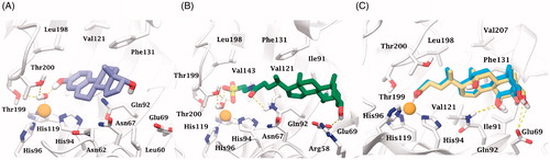 Figure 3. Dockings of (A) α-estradiol (19) and (B) tauroursodeoxycholic acid (7) within hCA II. (C) Superposed docked hyocholic acid (9) (blue) and cholic acid (2) (yellow) X-ray solved orientation within hCA II.