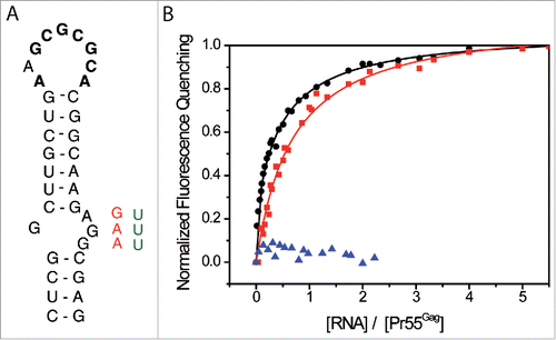 Figure 5. The internal loop of SL1 is crucial for Pr55Gag binding. (A) Secondary structure of SL1 of HIV-1 NL4.3. Pr55Gag binding affinity was tested for wild-type SL1 sequence, and sequences in which the purines of the internal loop of SL1 were deleted or substituted (AGG → GAA (red), AGG → UUU (green)). (B) Increasing RNA concentrations were added to 100 nM Pr55Gag and experimental data relative to N1-600WT (black circles), and AGG → GAA substitution N1-600SL1srIL (red squares) RNAs were fitted according to the Scatchard model.Citation111 Increasing N1-600SL1 ΔIL RNA concentrations were added to 30 nM Pr55Gag, and resulting data were represented (blue triangles).