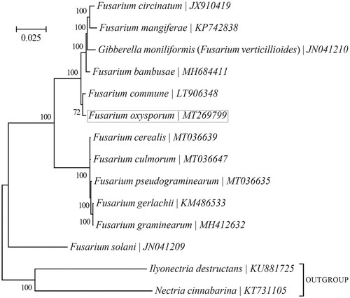 Figure 1. Phylogenetic relationships among 13 Fusarium mt genomes. This tree was drawn with Potato Fusarium oxysporum as an out-group. The length of branch represents the divergence distance.