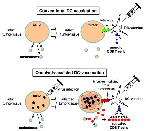 Figure 1. Schematic comparison of conventional and oncolysis-assisted DC-vaccination. In a conventional DC-vaccination (upper panel), a tumor-directed DC-vaccine is applied though a solid tumor mass is present in the patient. Consequently, tolerogenic properties of the tumor restrict efficient T cell priming. For oncolysis-assisted DC-vaccination (lower panel), a lytic virus infection is initiated in the tumor tissue to break tumor integrity and tolerance, and to provide tumor-associated antigens for cross presentation. Thus, onset of virus-mediated oncolysis and inflammation allows for efficient DC-vaccination.