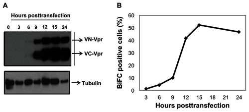 Figure 1 Vpr expression kinetics and generation of BiFC in transfected cells.
