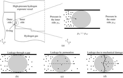 Figure 2. Schematic representation of an O-ring; (a) installation of an O-ring in a high-pressure hydrogen pressure vessel and exposure to high-pressure hydrogen gas, (b), (c) and (d) possible types of gas leakage through a sealing component, through gaps, by permeation, and by mechanical damage, respectively.[Citation38,Citation54]